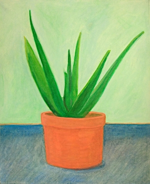 Aloe Vera